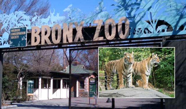 El zoológico del Bronx es uno de los tesoros de la ciudad de Nueva York El zoológico del Bronx es uno de los tesoros de la ciudad de Nueva York