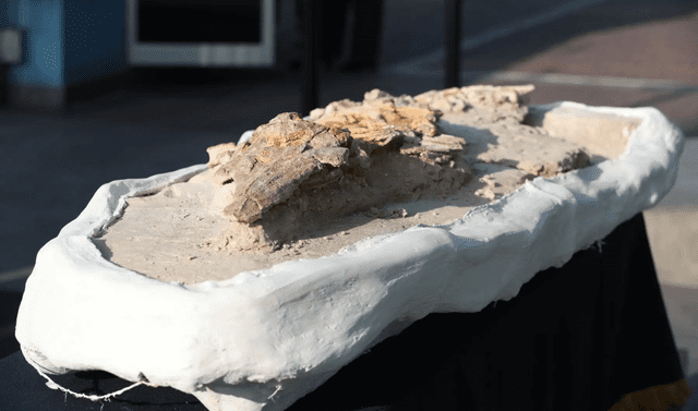 Los investigadores del Ingemmet descubrieron un fósil de delfín de más de 10 millones de años de antigüedad en el desierto peruano de Ocucaje, ubicado en la región Ica. Foto: Andina