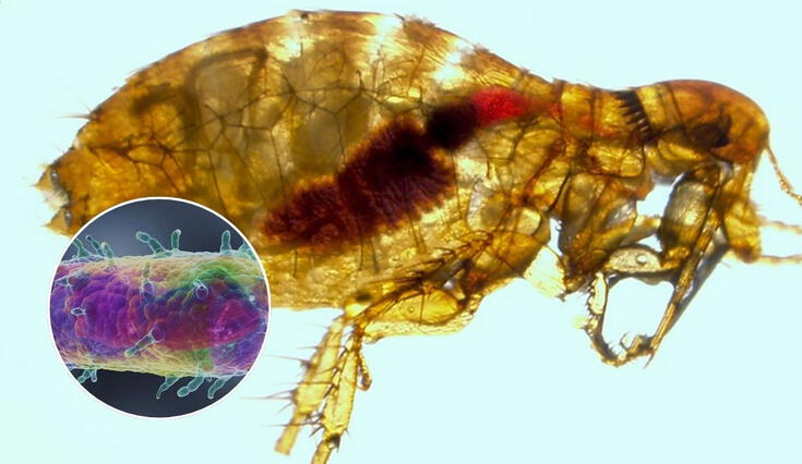 Un residente de Lake Tahoe, California, dio positivo a peste bubónica tras una picadura de pulga infectada mientras acampaba. Un residente de Lake Tahoe, California, dio positivo a peste bubónica tras una picadura de pulga infectada mientras acampaba.