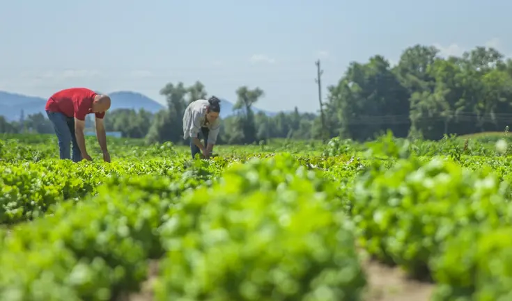 El trabajo para los inmigrantes incluye cosecha, poda y mantenimiento de huertos.