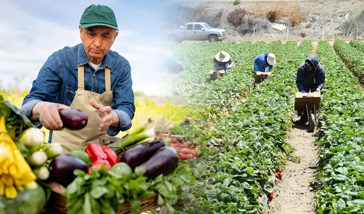 Illinois ofrece trabajo agrícola a latinos con salario de 19.57 dólares.