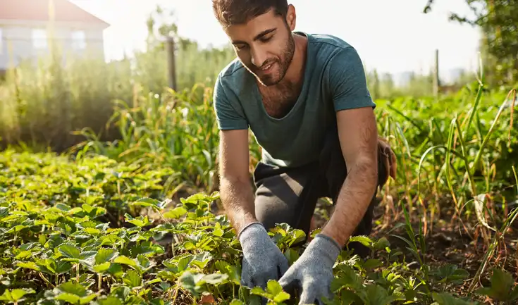 Trabajar en el campo en EE. UU.: nueva vacante para la cosecha de brócoli en Fisher Ranch Corp. en California. Sueldo de US$19.97 por hora y requisitos accesibles con visa H-2A.