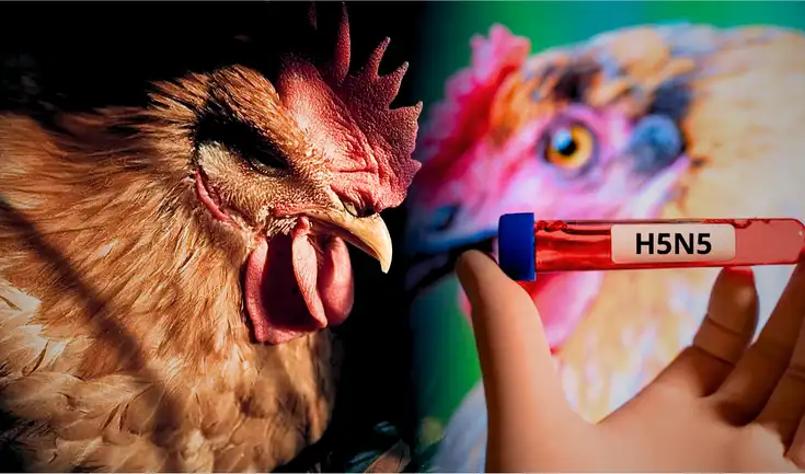 Estados Unidos confirma la primera muerte por el virus H5N5.