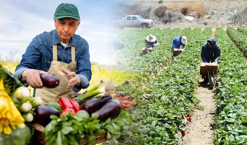 Illinois ofrece trabajo agrícola a latinos con salario de 19.57 dólares.